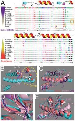 Insight From Animals Resistant to Prion Diseases: Deciphering the Genotype – Morphotype – Phenotype Code for the Prion Protein